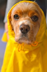 Winston the Cocker Spaniel